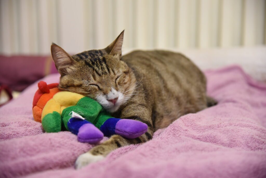 永遠的陳喵喵 dsc 0143