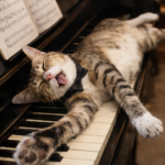 鋼琴上的休閒貓咪