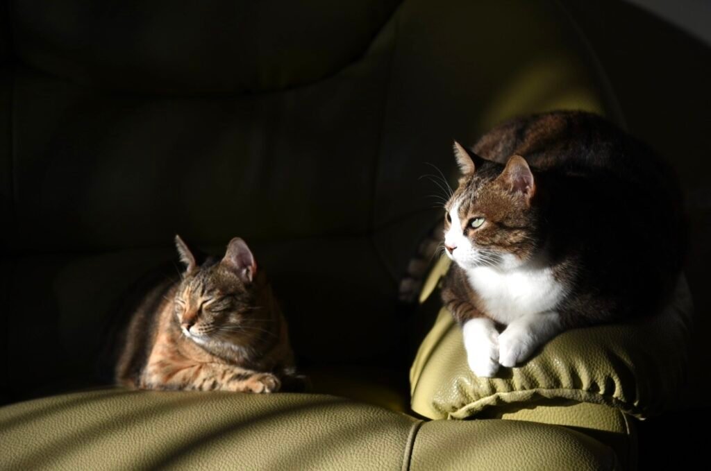 0ef3439c 19de 49dd 9d12 cfe3171f905a