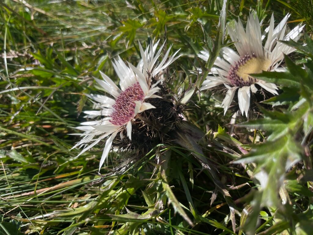 29fca0dd 8a0f 4989 9858 e46065cf1a5d