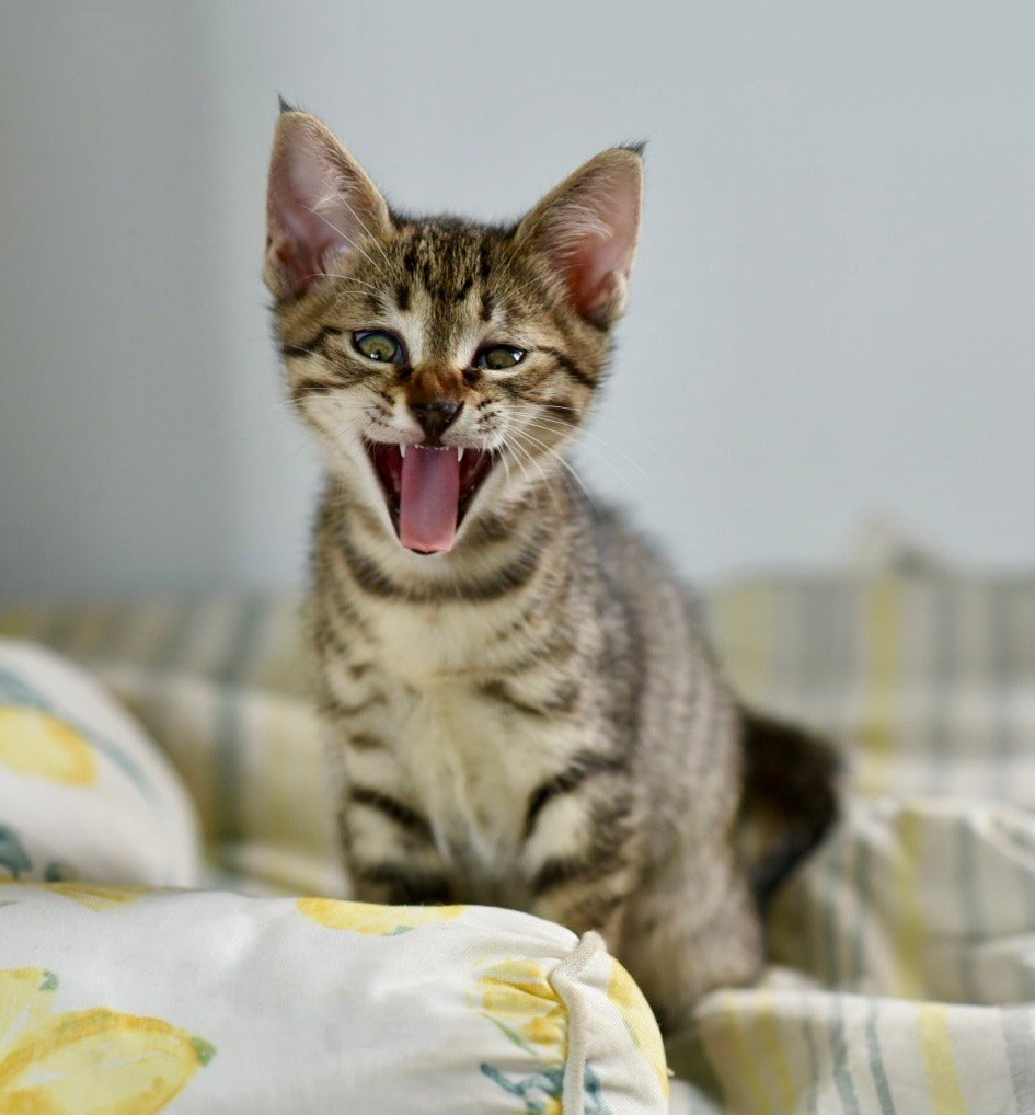 5e1a6706 5599 4777 975b 4b76a7e0cfbd