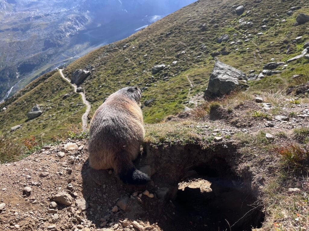 f3493ed6 9877 4cfe 8ec8 0f4022ffa0a2