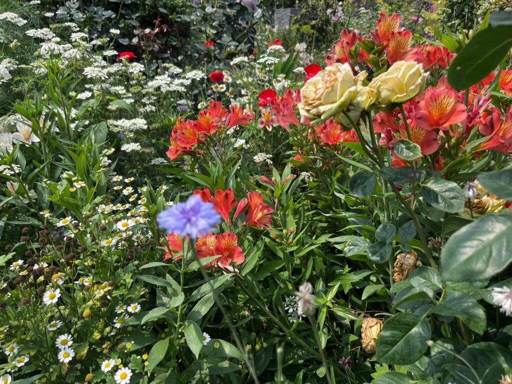 70653109 2699 4442 a063 cb679a34efe5