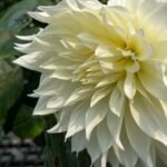 a55609f0 be5a 4dc1 a39d 2217ccfd85ba