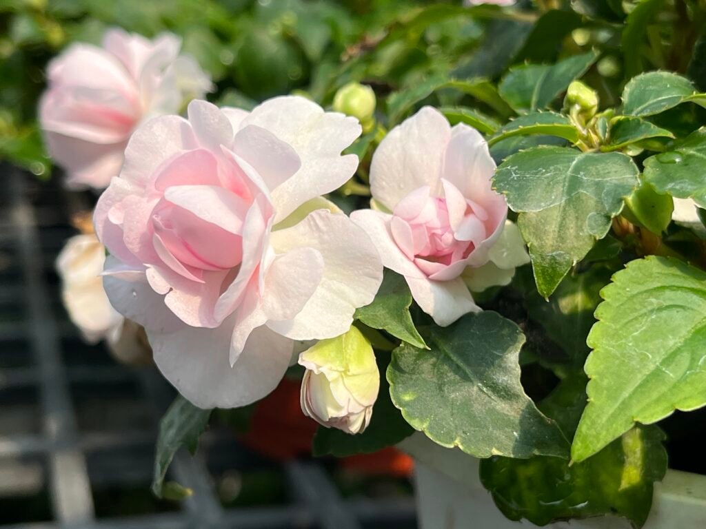 f6edcf7d ef93 415b 9ee6 bf1f89e2725a