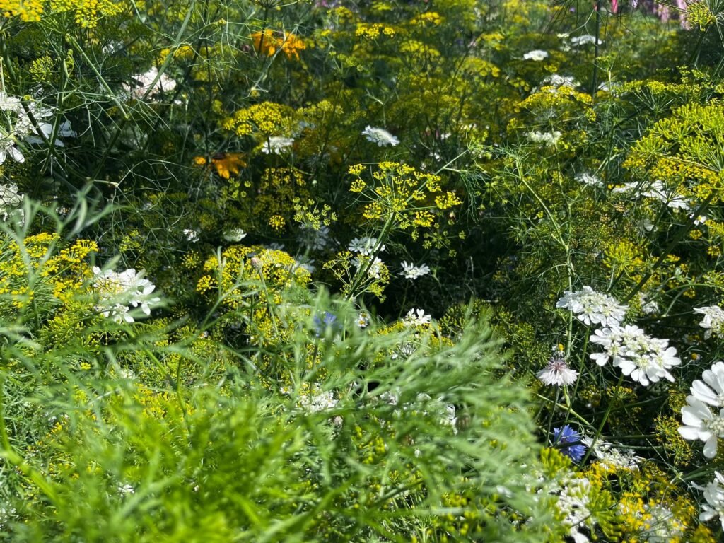 line album 2025228 260208 12