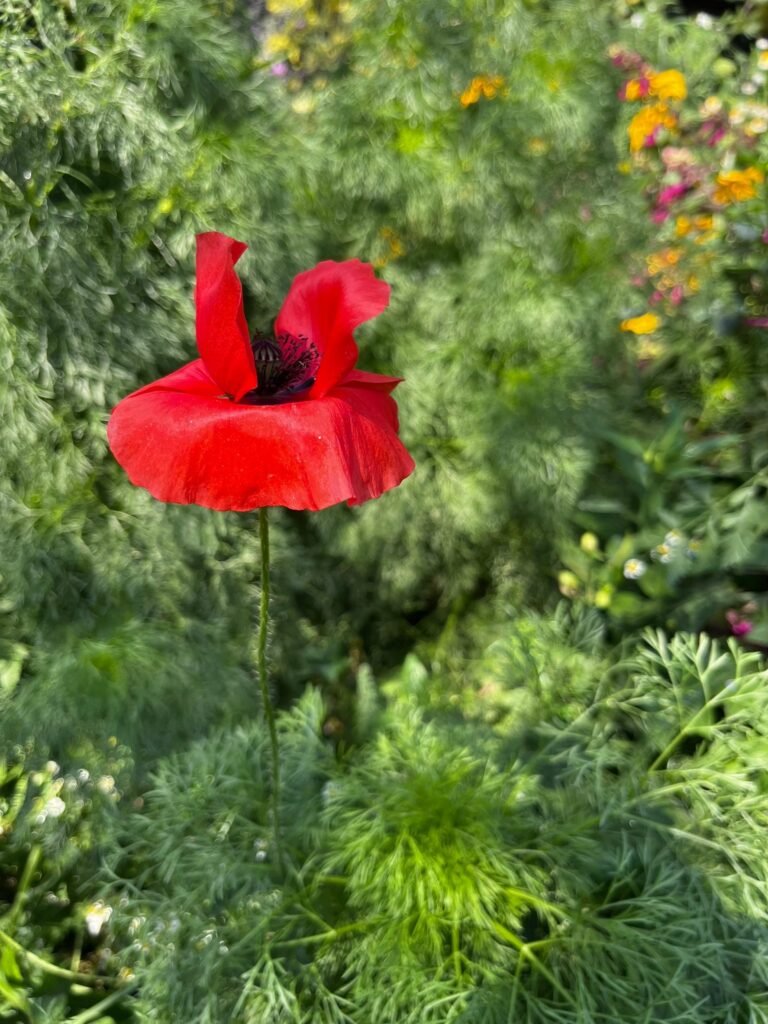 line album 2025228 260208 15