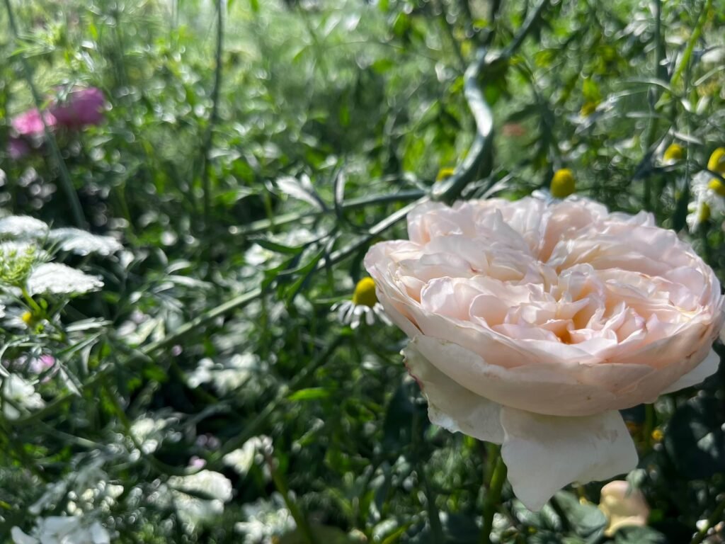 line album 2025228 260208 18