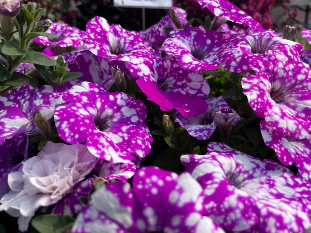 line album 2025228 260208 25