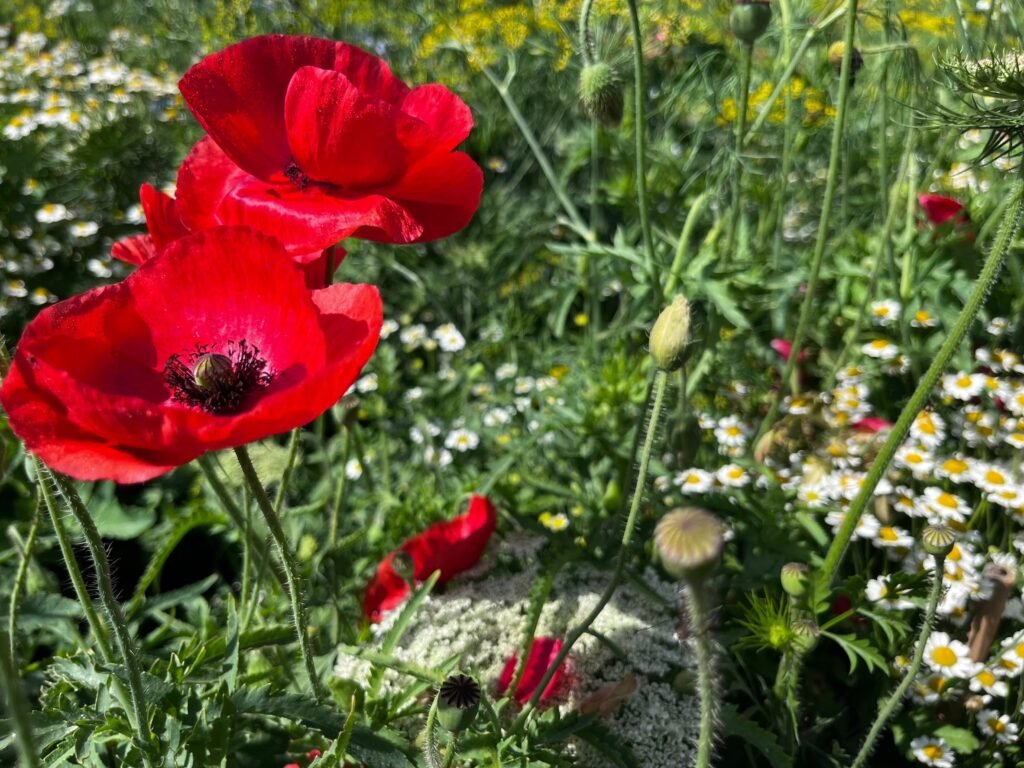 line album 2025228 260208 3