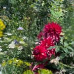 line album 香久園 260208 9