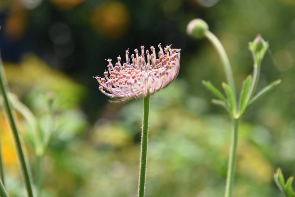 香久園Forever Garden