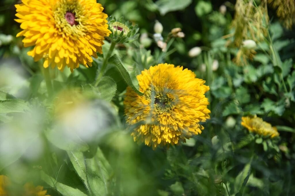 香久園Forever Garden