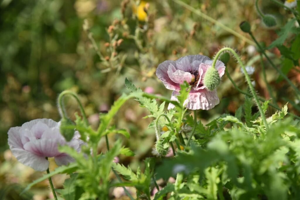 香久園Forever Garden