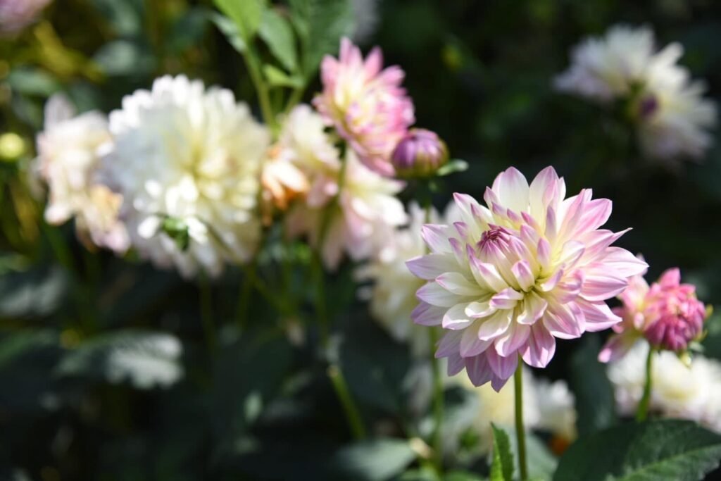 香久園Forever Garden