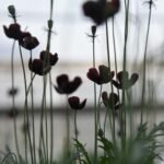 Three Part Sinfonia No. 1 in C Major, BWV 787 by J.S. Bach