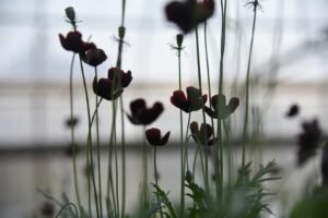 Three Part Sinfonia No. 1 in C Major, BWV 787 by J.S. Bach