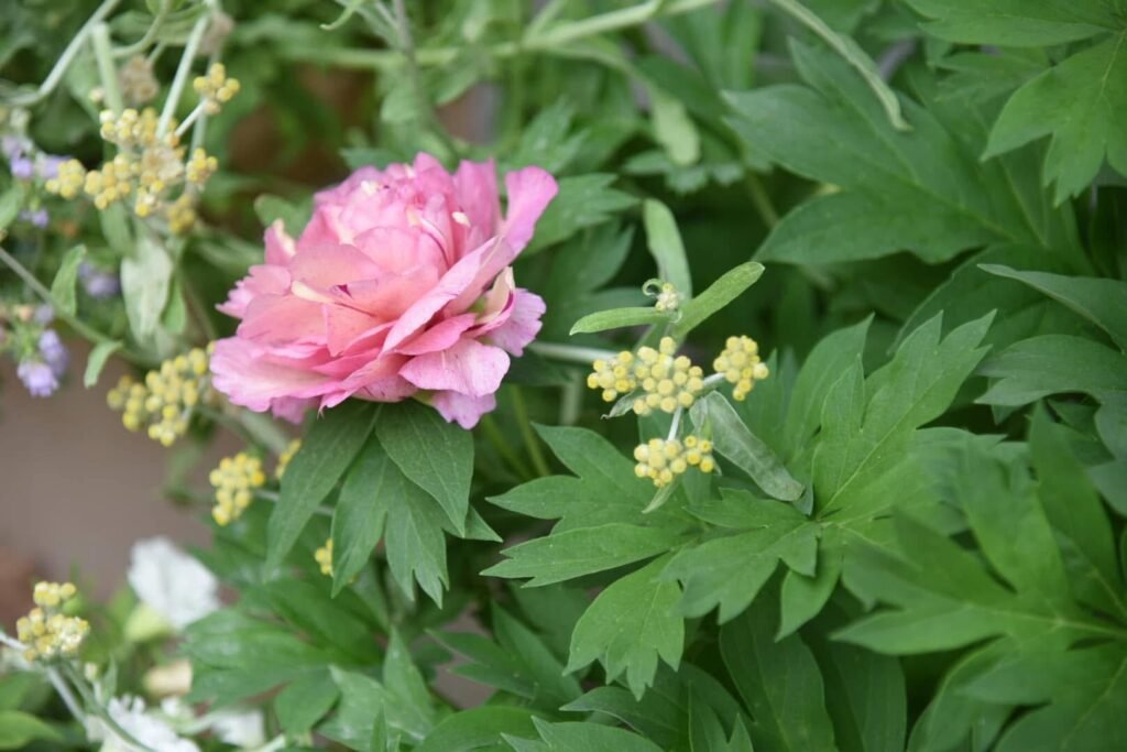 香久園Forever Garden