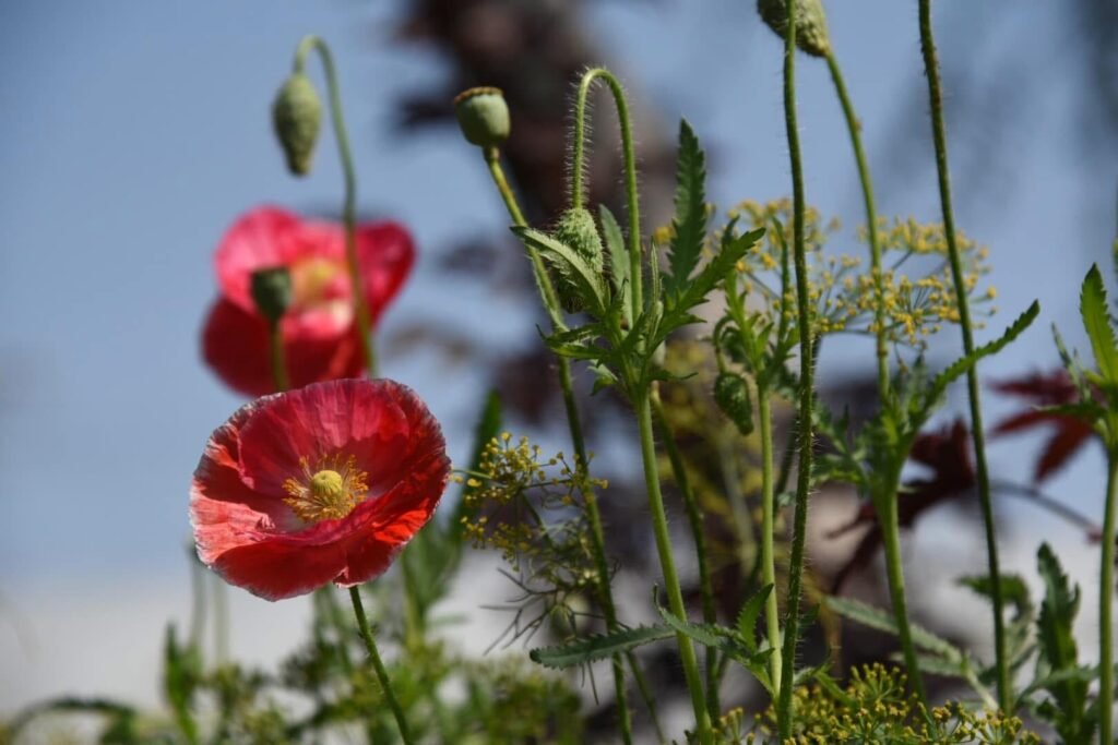 香久園Forever Garden