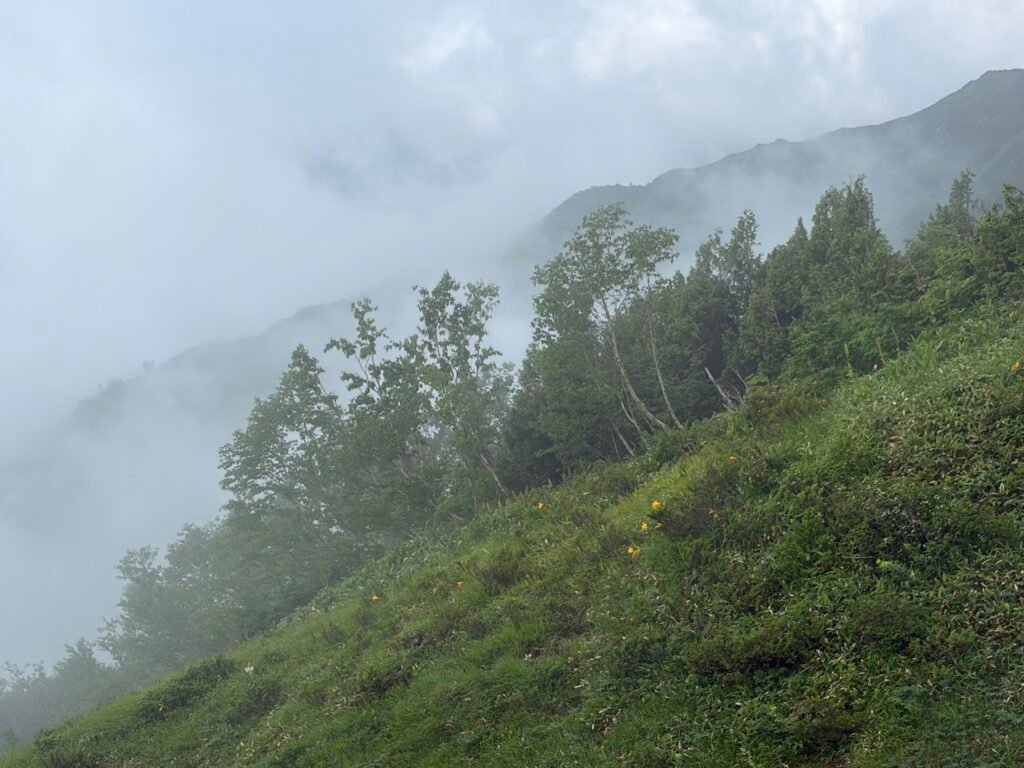 s 118947855