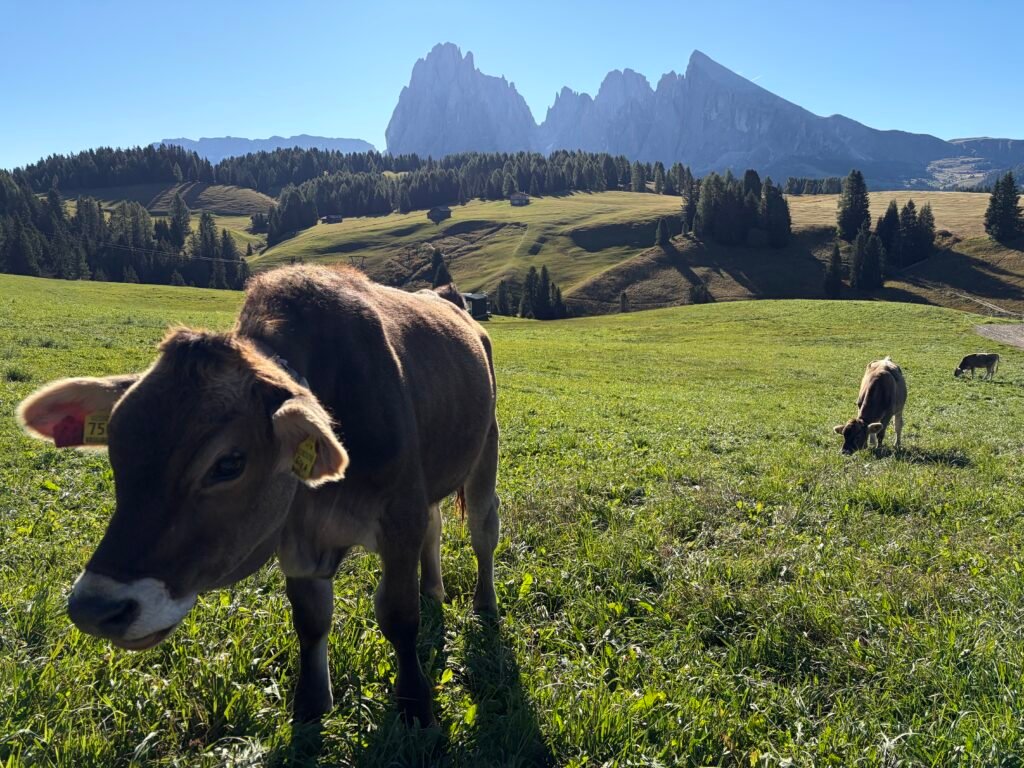 休斯高原(Alpe di Siusi) 