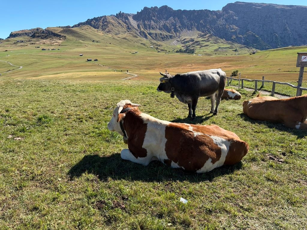 休斯高原(Alpe di Siusi) 療癒的童話世界 從修希小鎮出發 休斯高原(Alpe di Siusi)