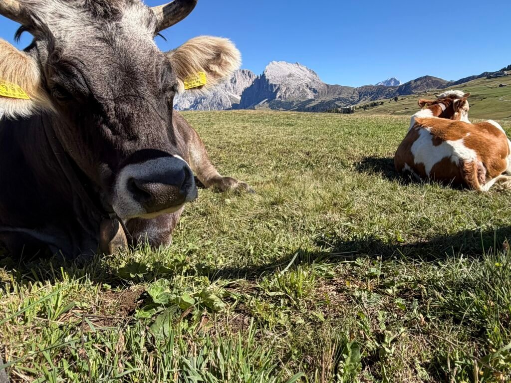 休斯高原(Alpe di Siusi) 療癒的童話世界 從修希小鎮出發 dolomites2026-01