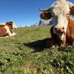 休斯高原 (Alpe di Siusi)