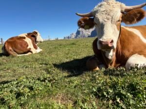 休斯高原 (Alpe di Siusi)